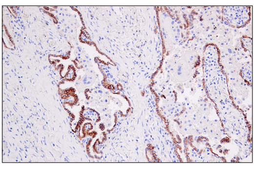 Immunohistochemistry Image 2: AQP4 (D1F8E) XP<sup>®</sup> Rabbit mAb (BSA and Azide Free)