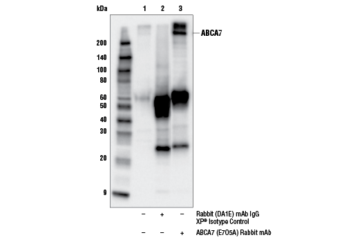 undefined Image 23: Late-Onset Alzheimer's Disease Risk Gene (Mouse Model) Antibody Sampler Kit