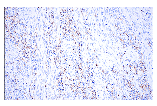 Immunohistochemistry Image 2: HPK1 (E1C3L) Rabbit mAb (BSA and Azide Free)