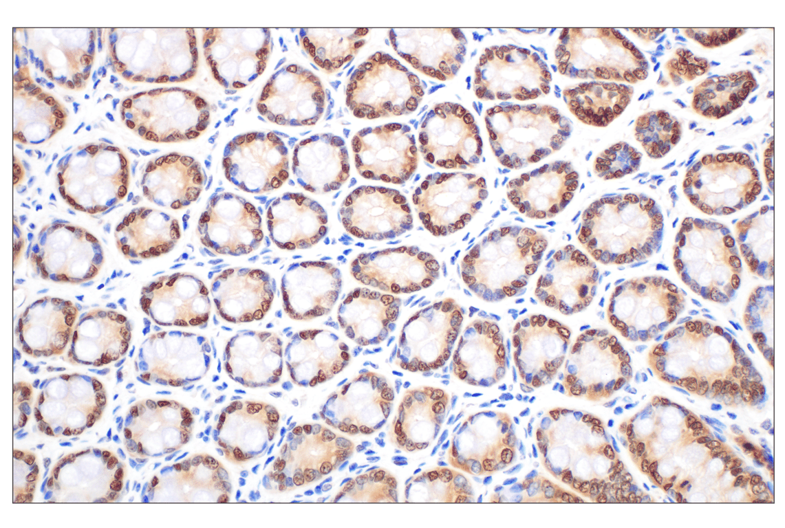 Immunohistochemistry Image 13: MTAP (E5R1I) Rabbit mAb (BSA and Azide Free)
