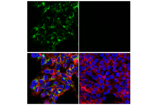 Immunofluorescence Image 1: ApoE (pan) (E8C2U) Mouse mAb (BSA and Azide Free)