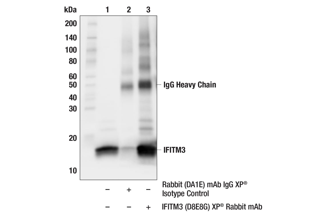 undefined Image 39: Host Cell Viral Restriction Factor Antibody Sampler Kit