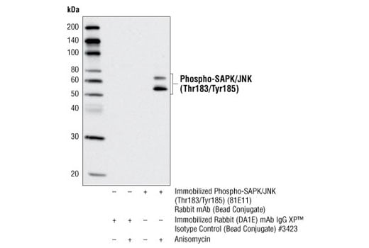 Immunoprecipitation Image 1: Phospho-SAPK/JNK (Thr183/Tyr185) (81E11) Rabbit mAb (Sepharose<sup>®</sup> Bead Conjugate)