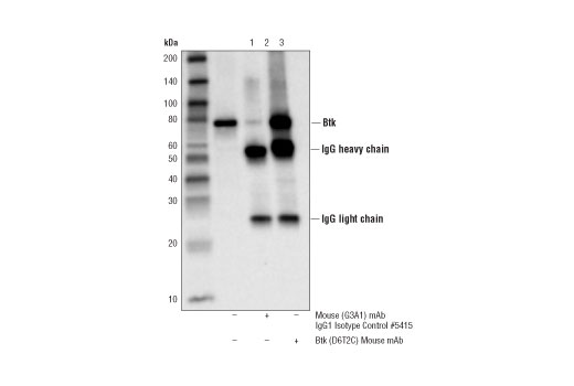 Immunoprecipitation Image 1: Btk (D6T2C) Mouse mAb