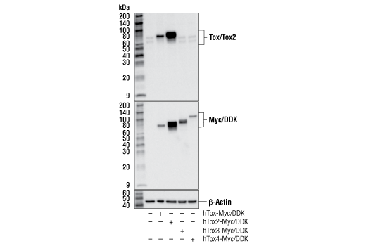 undefined Image 20: Human Exhausted CD8<sup>+</sup> T Cell IHC Antibody Sampler Kit