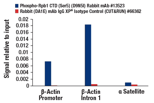 CUT & RUN Image 3: Phospho-Rpb1 CTD (Ser5) (D9N5I) Rabbit mAb