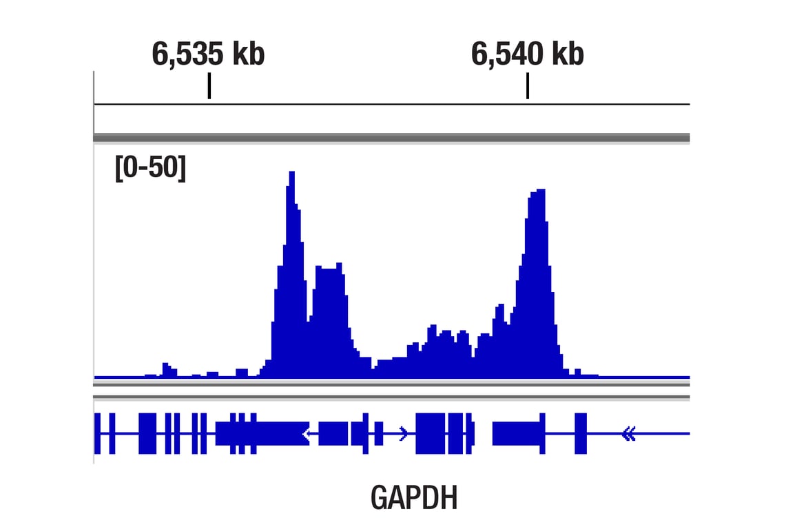 CUT & Tag Image 1: Di-Methyl-Histone H3 (Lys4) (C64G9) Rabbit mAb