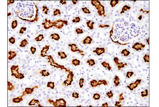Immunohistochemistry Image 1: ABCG2 (D5V2K) XP<sup>®</sup> Rabbit mAb