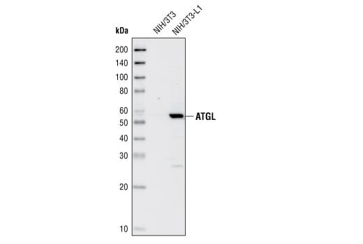 Western Blotting Image 1: ATGL Antibody