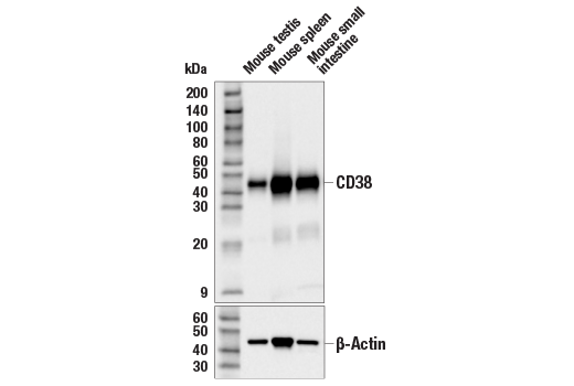 Western Blotting Image 2: CD38 (E9F5A) XP<sup>®</sup> Rabbit mAb