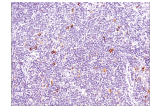 Immunohistochemistry Image 5: OX40 (E9U7O) XP<sup>®</sup> Rabbit mAb (BSA and Azide Free)