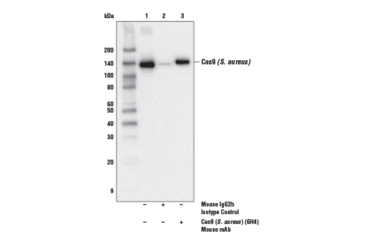 Immunoprecipitation Image 1: Cas9 (<i>S. aureus</i>) (6H4) Mouse mAb