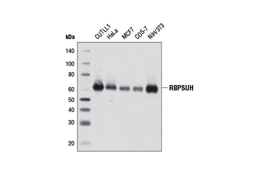 Western Blotting Image 1: RBPSUH (D10A4) XP<sup>®</sup> Rabbit mAb