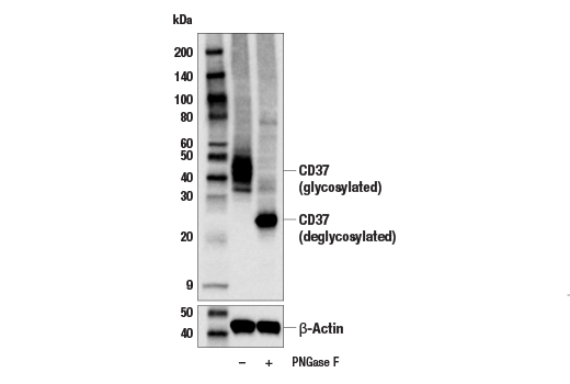 Western Blotting Image 2: CD37 (E4K2M) Rabbit mAb