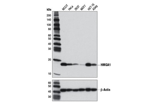 Western Blotting Image 1: HMGA1 (D6A4) XP<sup>®</sup> Rabbit mAb