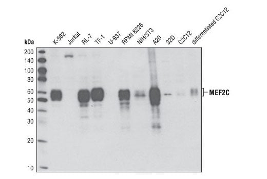 Western Blotting Image 1: MEF2C (D80C1) XP<sup>®</sup> Rabbit mAb