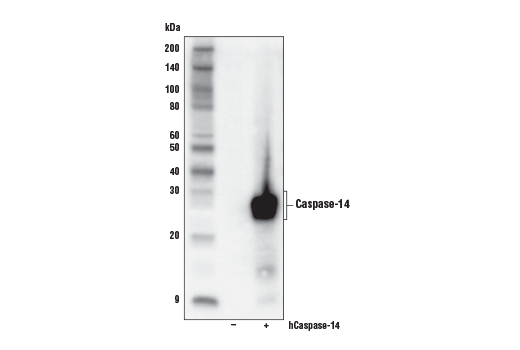 Western Blotting Image 2: Caspase-14 (D3J3D) Rabbit mAb