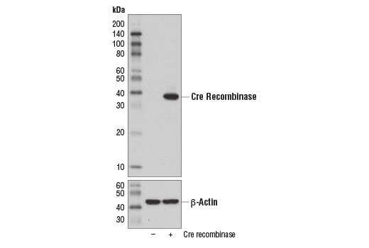 Western Blotting Image 1: Cre Recombinase (D7L7L) XP® Rabbit mAb (BSA and Azide Free)