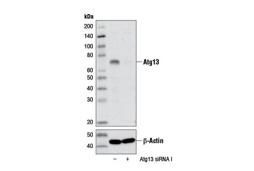 undefined Image 5: PhosphoPlus<sup>®</sup> Atg13 (Ser355) Antibody Duet