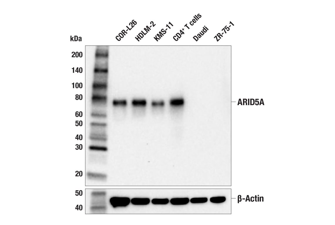 Western Blotting Image 1: ARID5A (F7T9F) Rabbit mAb
