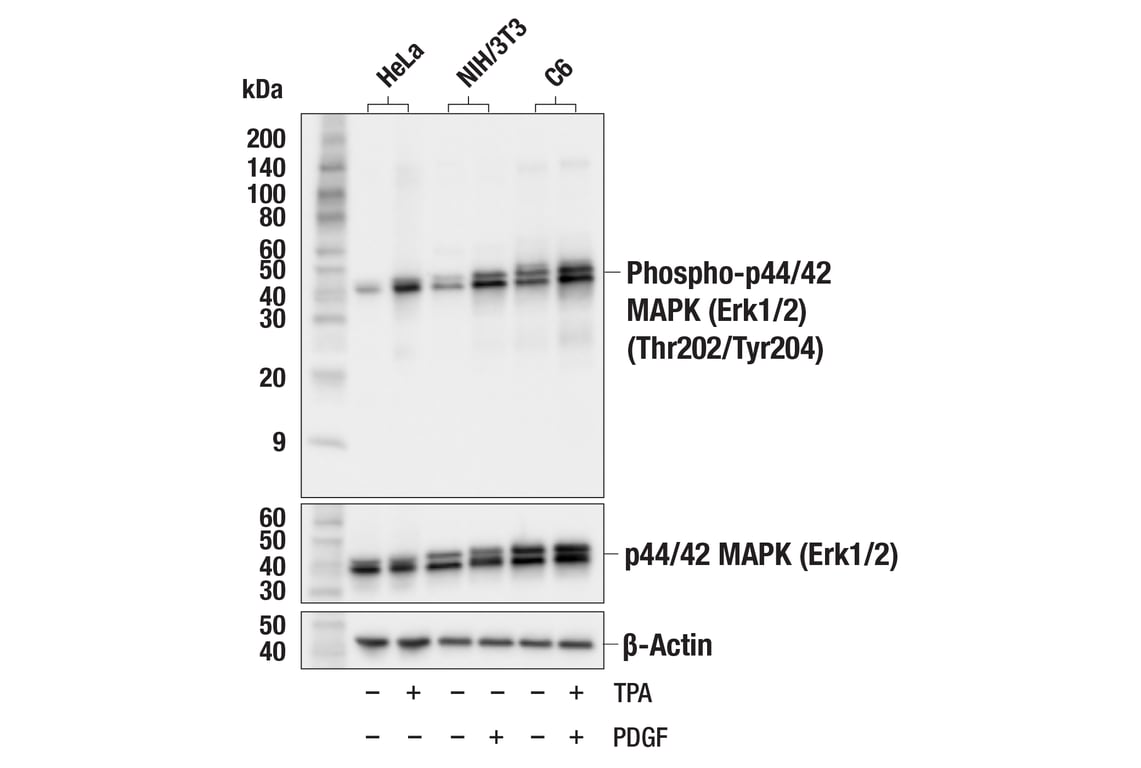 Western Blotting Image 1: Phospho-p44/42 MAPK (Erk1/2) (Thr202/Tyr204) Antibody