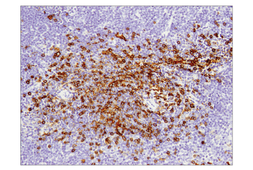 Immunohistochemistry Image 1: CD8α (D4W2Z) XP<sup>®</sup> Rabbit mAb (BSA and Azide Free)