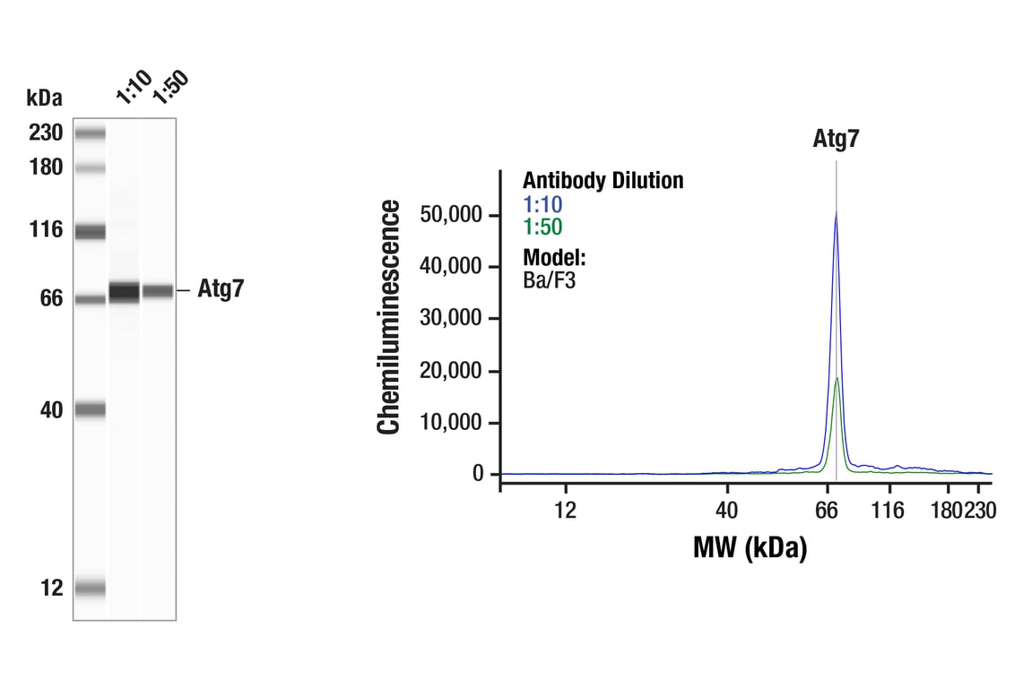 Western Blotting Image 1: Atg7 (D12B11) Rabbit mAb