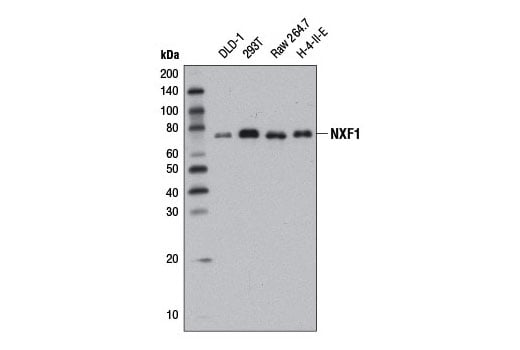 Western Blotting Image 1: NXF1 (D5X4G) Rabbit mAb