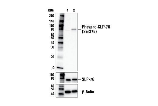 undefined Image 2: Human CD28 Activating (CD28.2) Mouse mAb (Low Endotoxin, Azide-free)