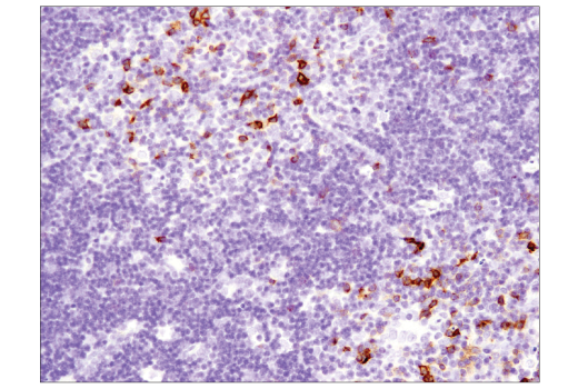 Immunohistochemistry Image 6: OX40 (E9U7O) XP<sup>®</sup> Rabbit mAb (BSA and Azide Free)