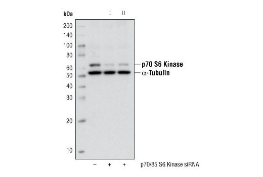 undefined Image 3: PhosphoPlus<sup>®</sup> p70 S6 Kinase (Thr389) Antibody Duet