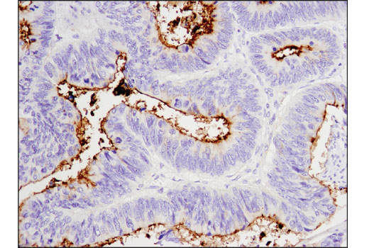 Immunohistochemistry Image 2: CD133 (D2V8Q) XP<sup>®</sup> Rabbit mAb