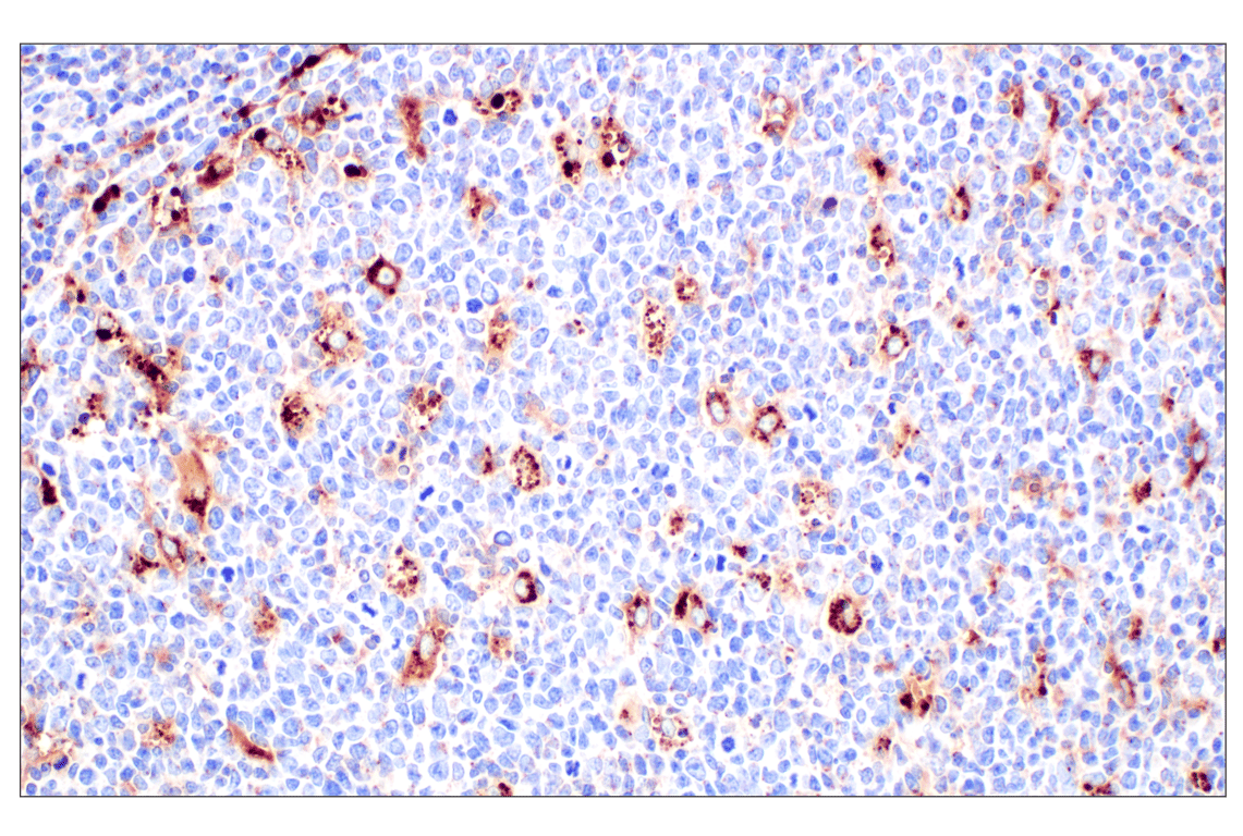 Immunohistochemistry Image 4: Cathepsin A (F8X9E) Rabbit mAb