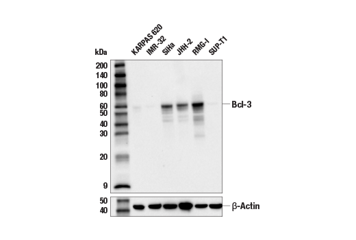 Western Blotting Image 1: Bcl-3 (E4D4K) Rabbit mAb