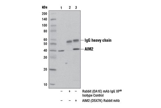 undefined Image 26: Human Reactive Inflammasome Antibody Sampler Kit II