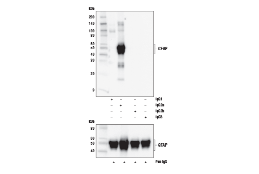 Western Blotting Image 2: GFAP (E6N9L) Mouse mAb