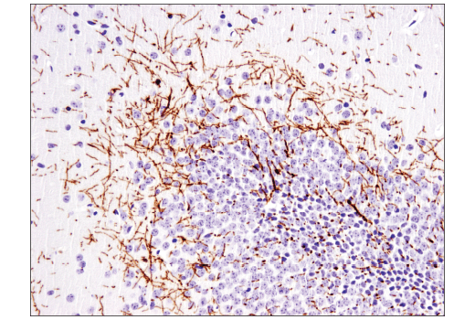 Immunohistochemistry Image 2: MOG (E5K6T) XP<sup>®</sup> Rabbit mAb