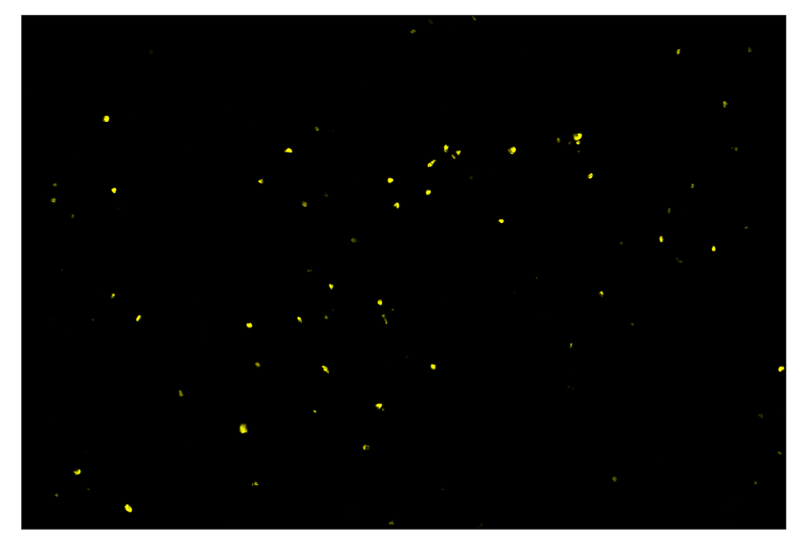 Immunohistochemistry Image 3: FoxP3 (D6O8R) & CO-0041-488 SignalStar<sup>™</sup> Oligo-Antibody Pair