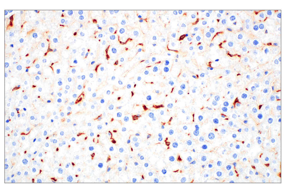 Immunohistochemistry Image 2: C1QB (E3U6X) Rabbit mAb (BSA and Azide Free)