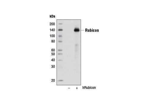 undefined Image 10: Beclin-1 Complex Antibody Sampler Kit