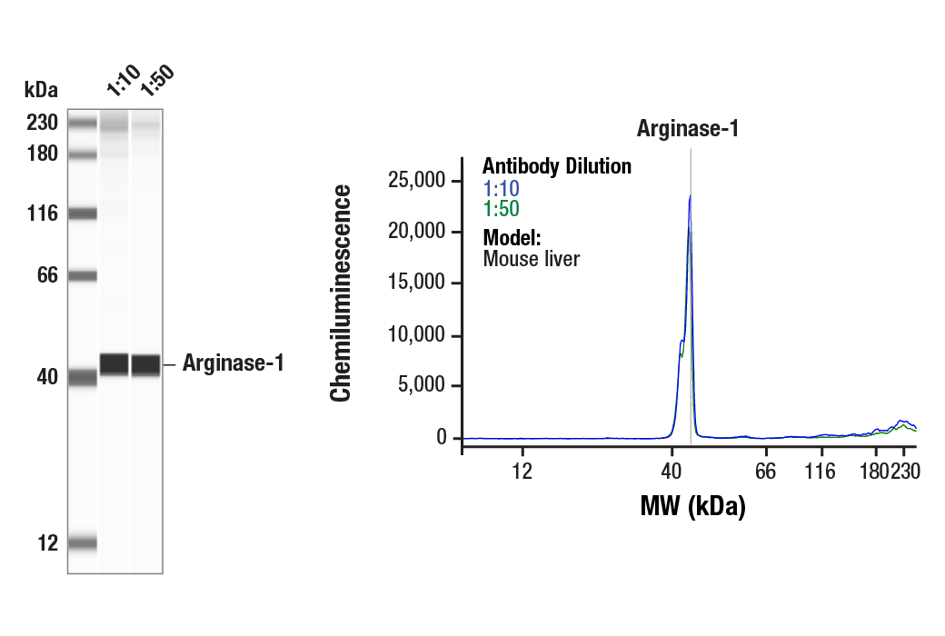 Western Blotting Image 1: Arginase-1 (D4E3M<sup>™</sup>) XP<sup>®</sup> Rabbit mAb