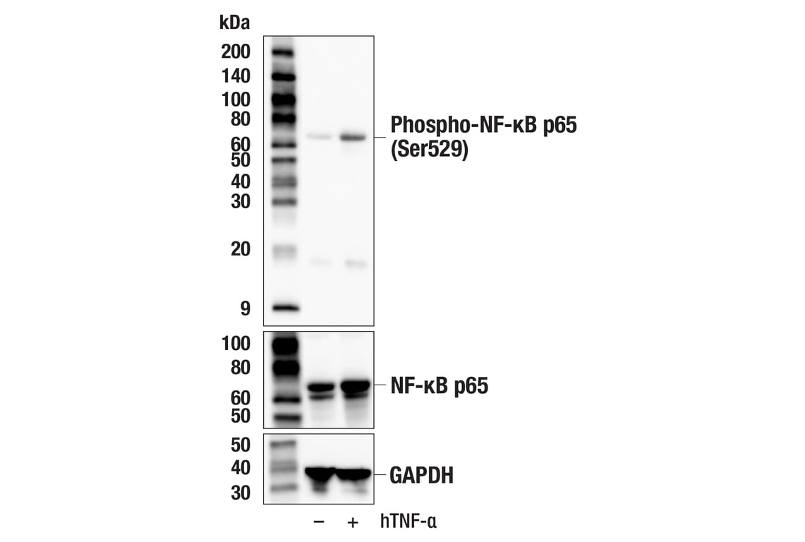 Western Blotting Image 2: Phospho-NF-κB p65 (Ser529) (E3K3J) Rabbit mAb