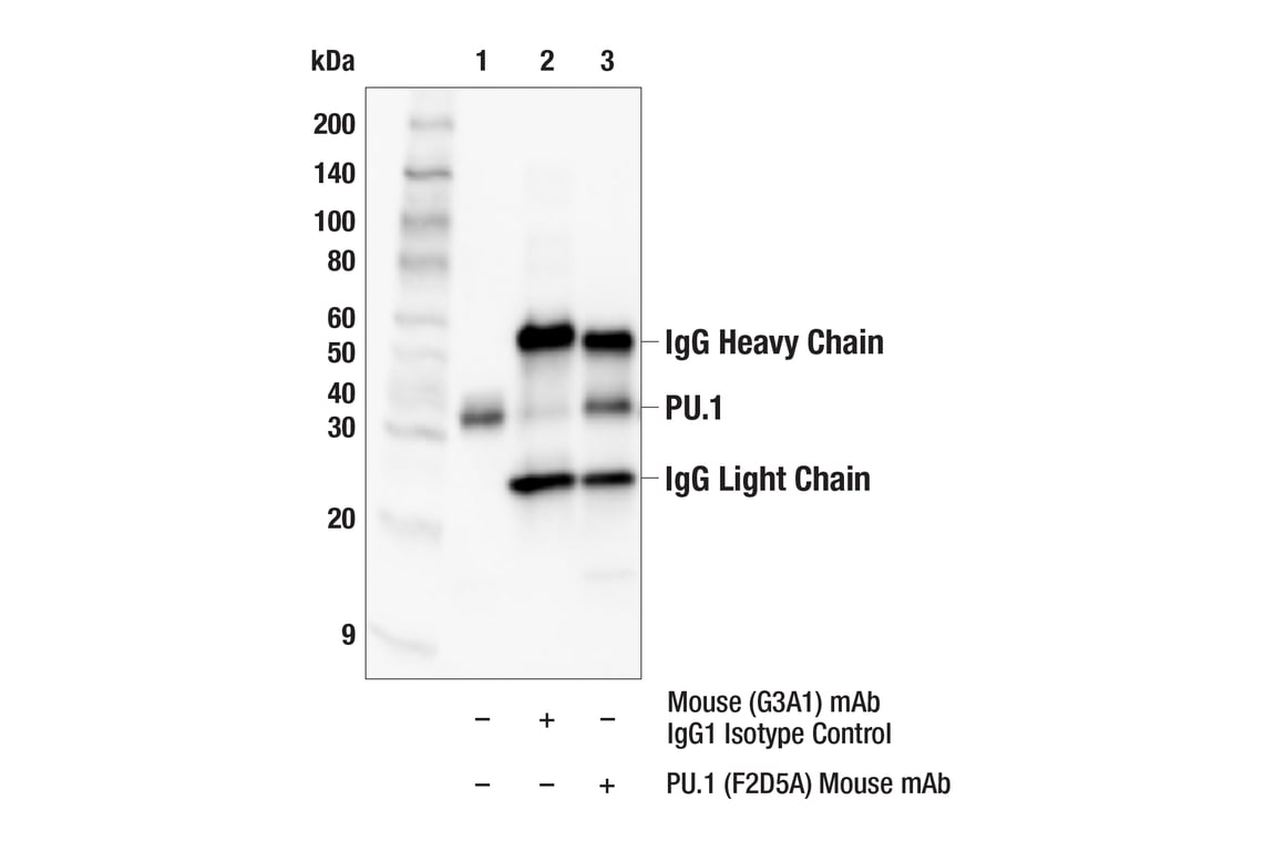 Immunoprecipitation Image 1: PU.1 (F2D5A) Mouse mAb