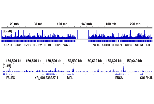 CUT & RUN Image 2: p300 (D8Z4E) Rabbit mAb