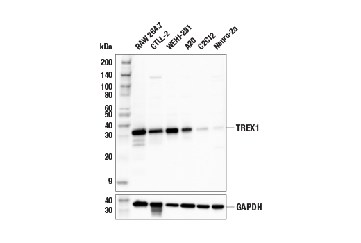 Western Blotting Image 1: TREX1 (E6D7M) Rabbit mAb