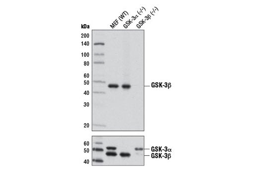 Western Blotting Image 1: GSK-3β (D5C5Z) XP<sup>®</sup> Rabbit mAb (BSA and Azide Free)