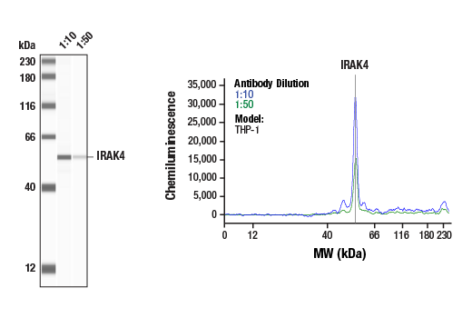 Western Blotting Image 1: IRAK4 Antibody