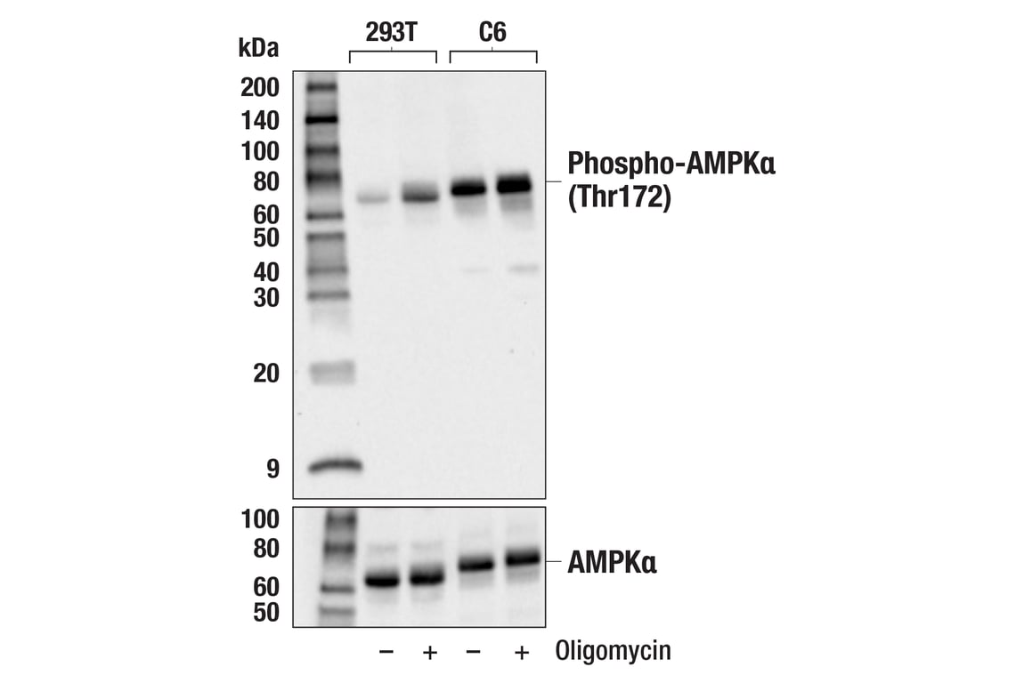 Western Blotting Image 2: Phospho-AMPKα (Thr172) (40H9) Rabbit mAb (Biotinylated)