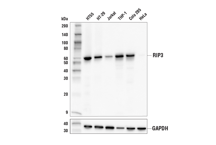 Western Blotting Image 1: RIP3 (E7A7F) XP® Rabbit mAb