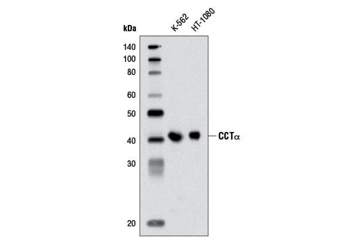 Western Blotting Image 1: CCTα (D18B6) Rabbit mAb